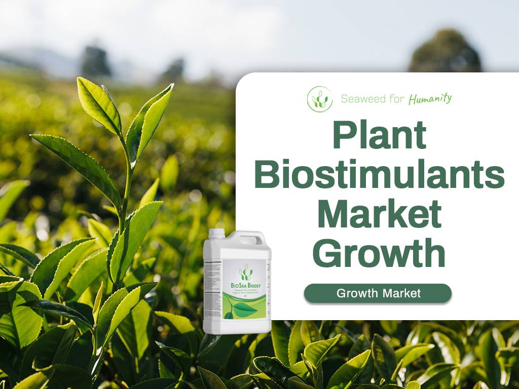 plant biostimulant market growing with liquid seaweed