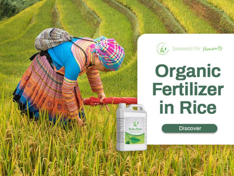 Increase Rice Yields 55 with Biosea Boost BioSea Boost