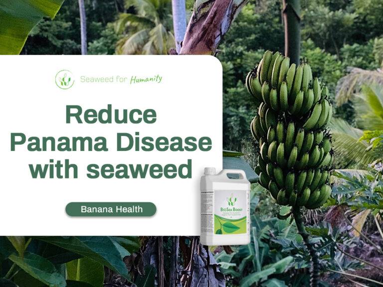 Reduce Panama Disease with seaweed BioSea Boost