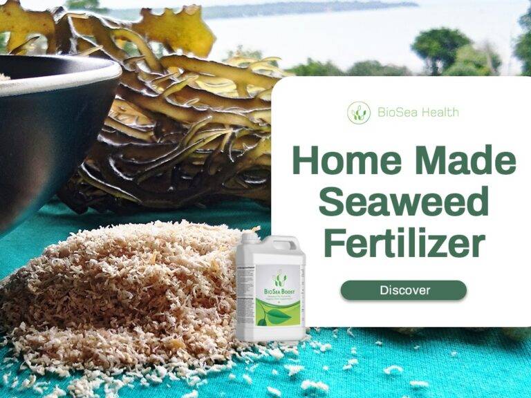 Homemade Seaweed Fertilizer BioSea Boost How to make your own